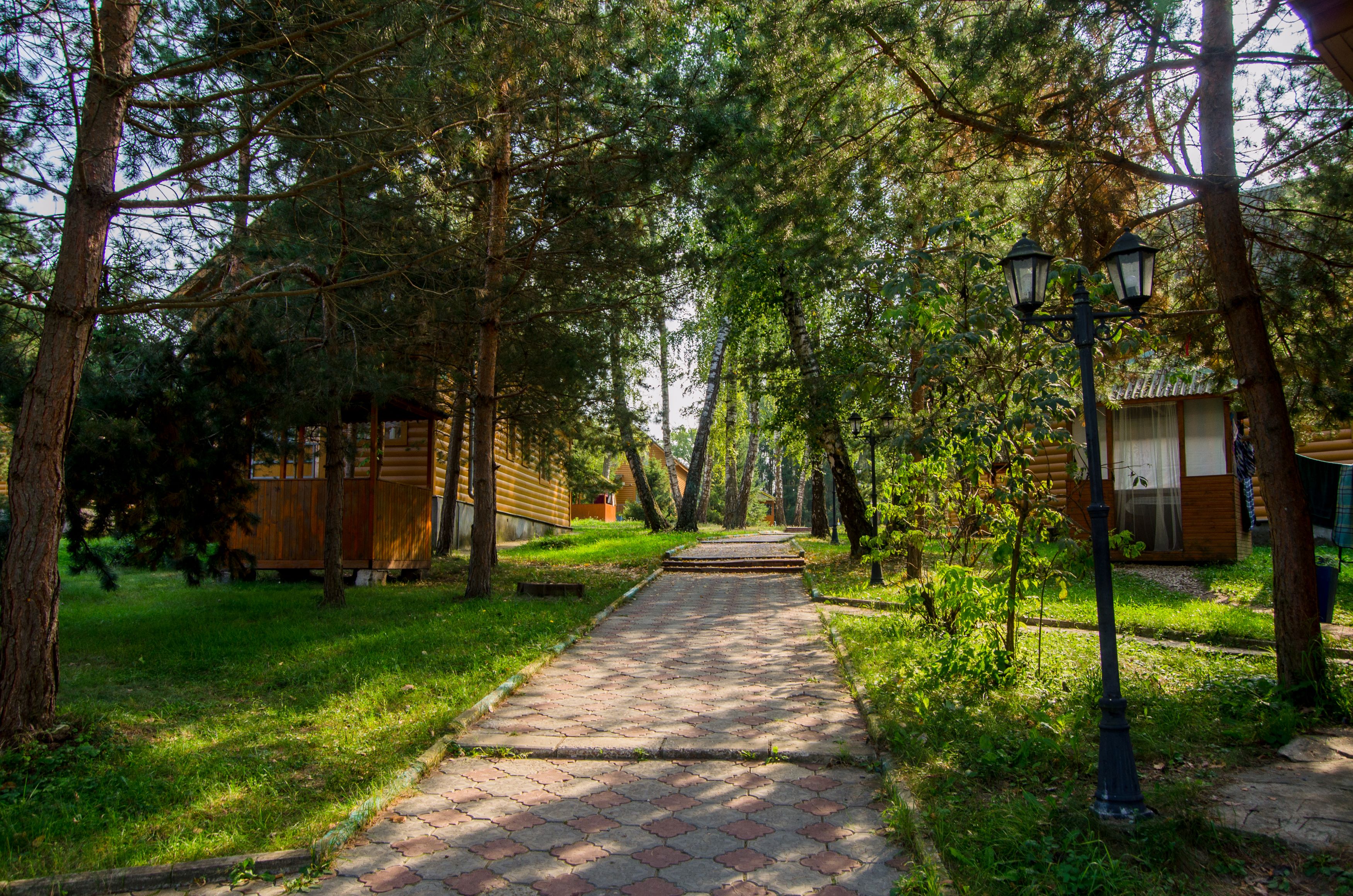 Фото Берёзовая роща