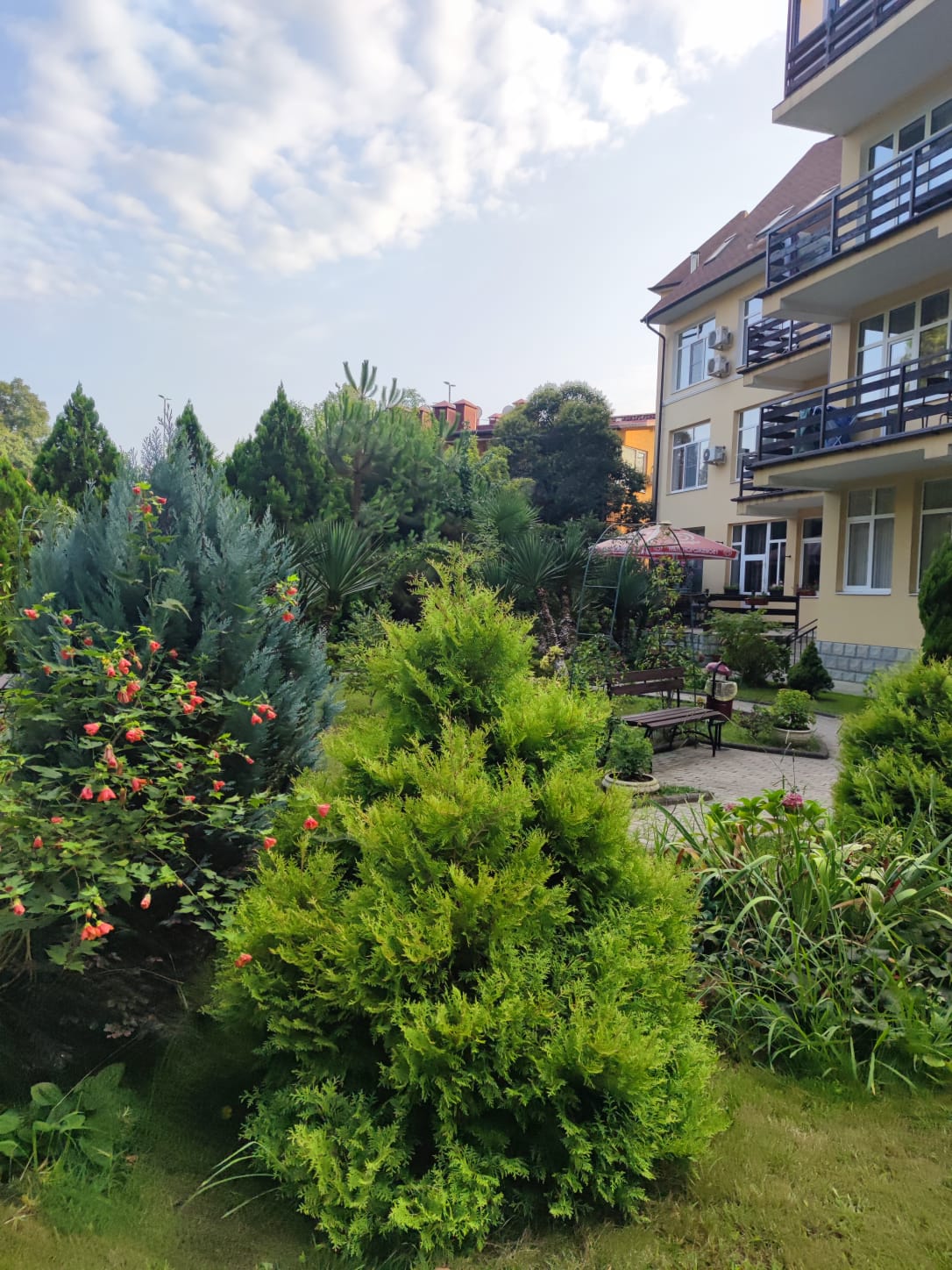 Фото Старая Хоста