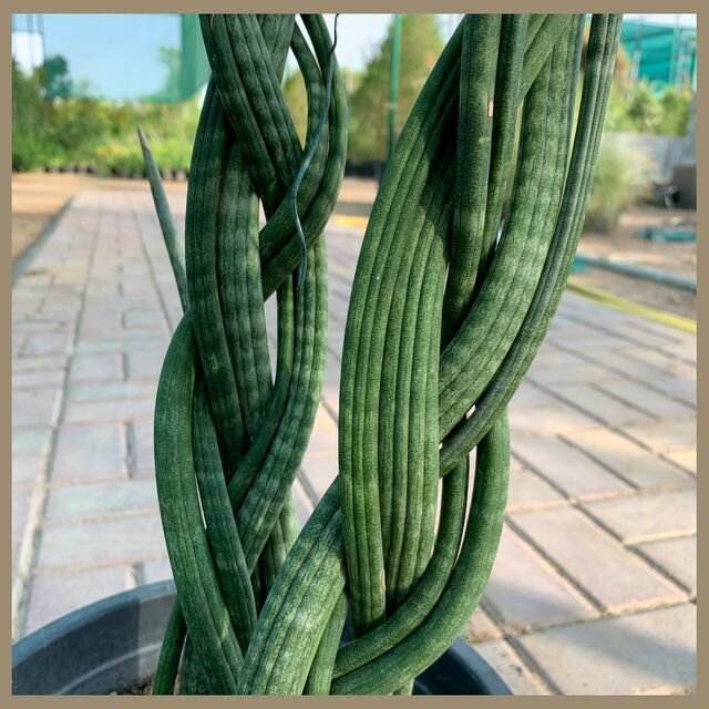 Plant nursery Oakland Agriculture LLC, Dubai, photo