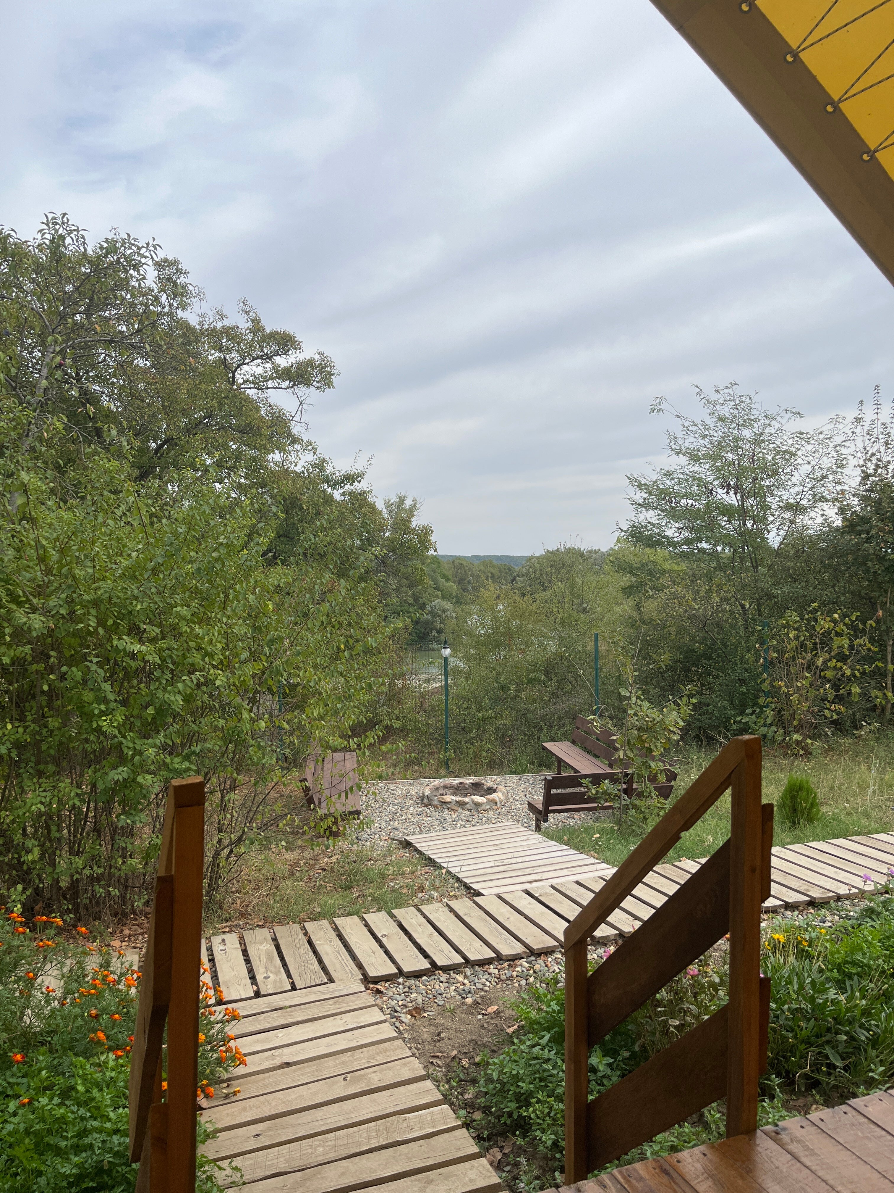 Фото Стрижи