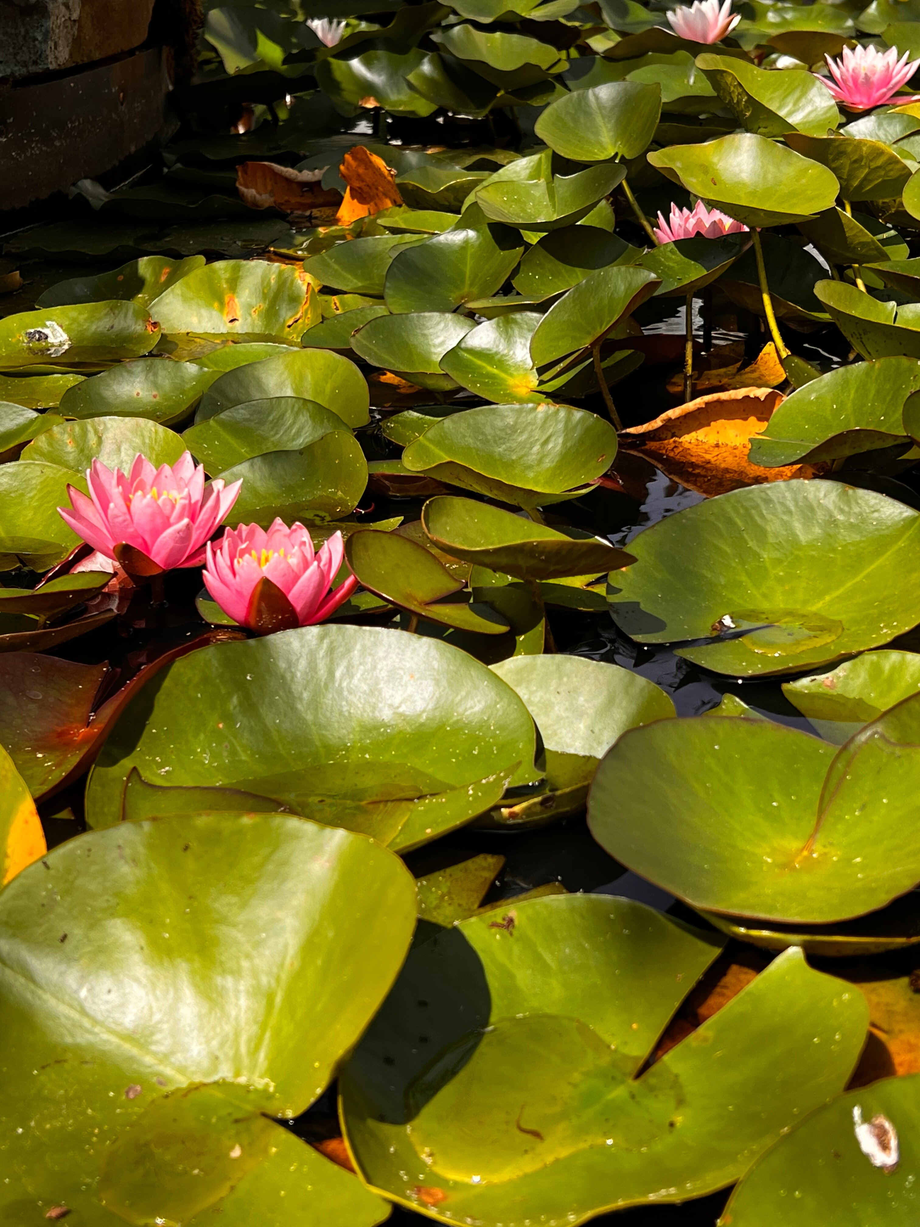 Фото Вертикаль