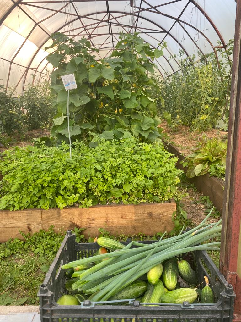 Фото Морошка