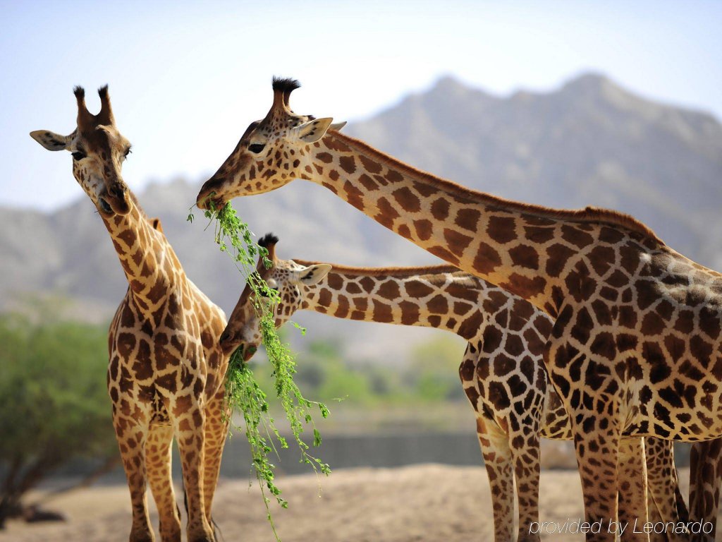 Фото Oryx Grand Hotel Jebel Hafeet
