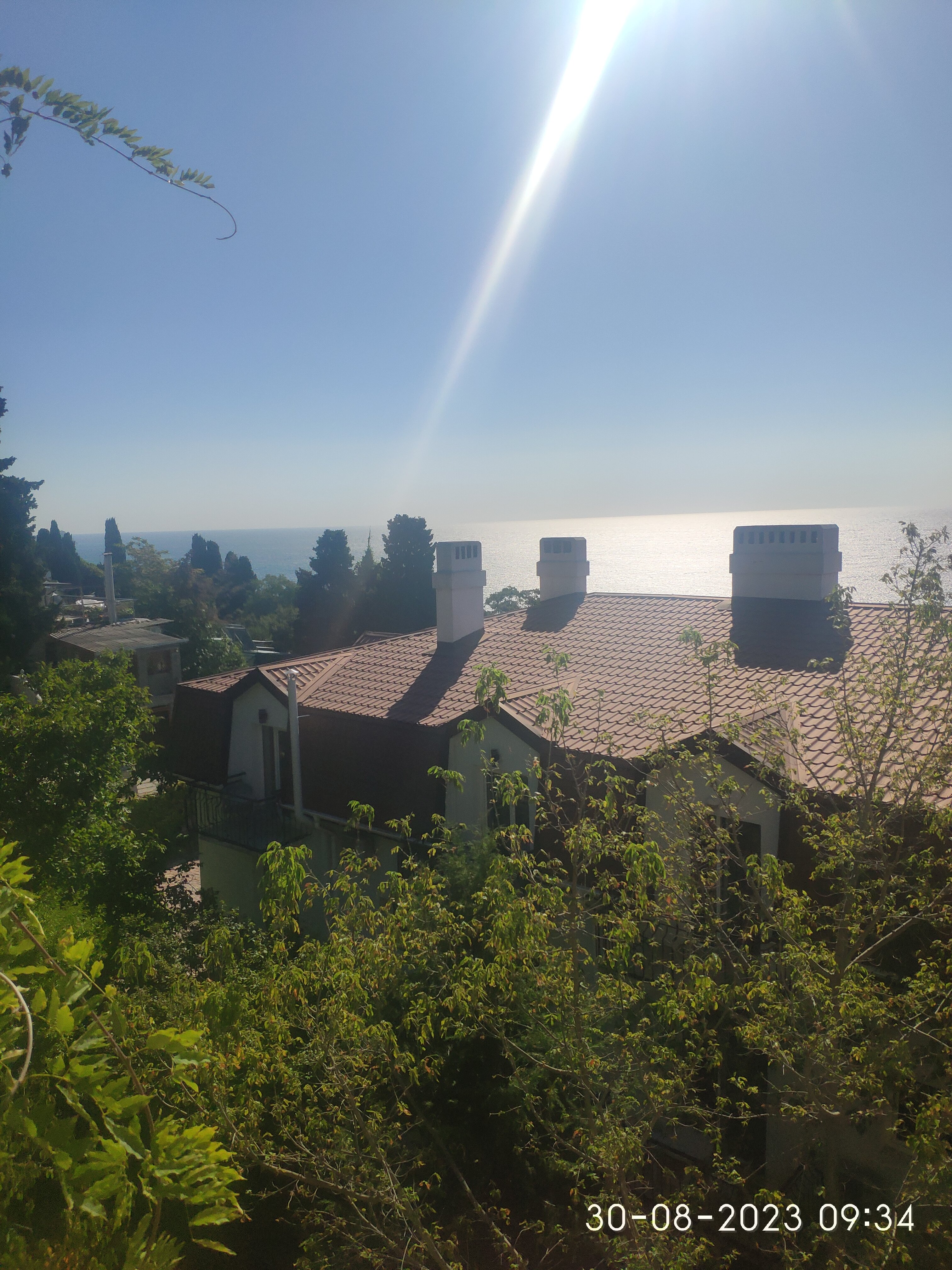 Фото Южный Кедр