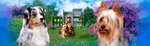 Beautiful Life (Ozyornaya Street, 11) ، مربي الحيوانات