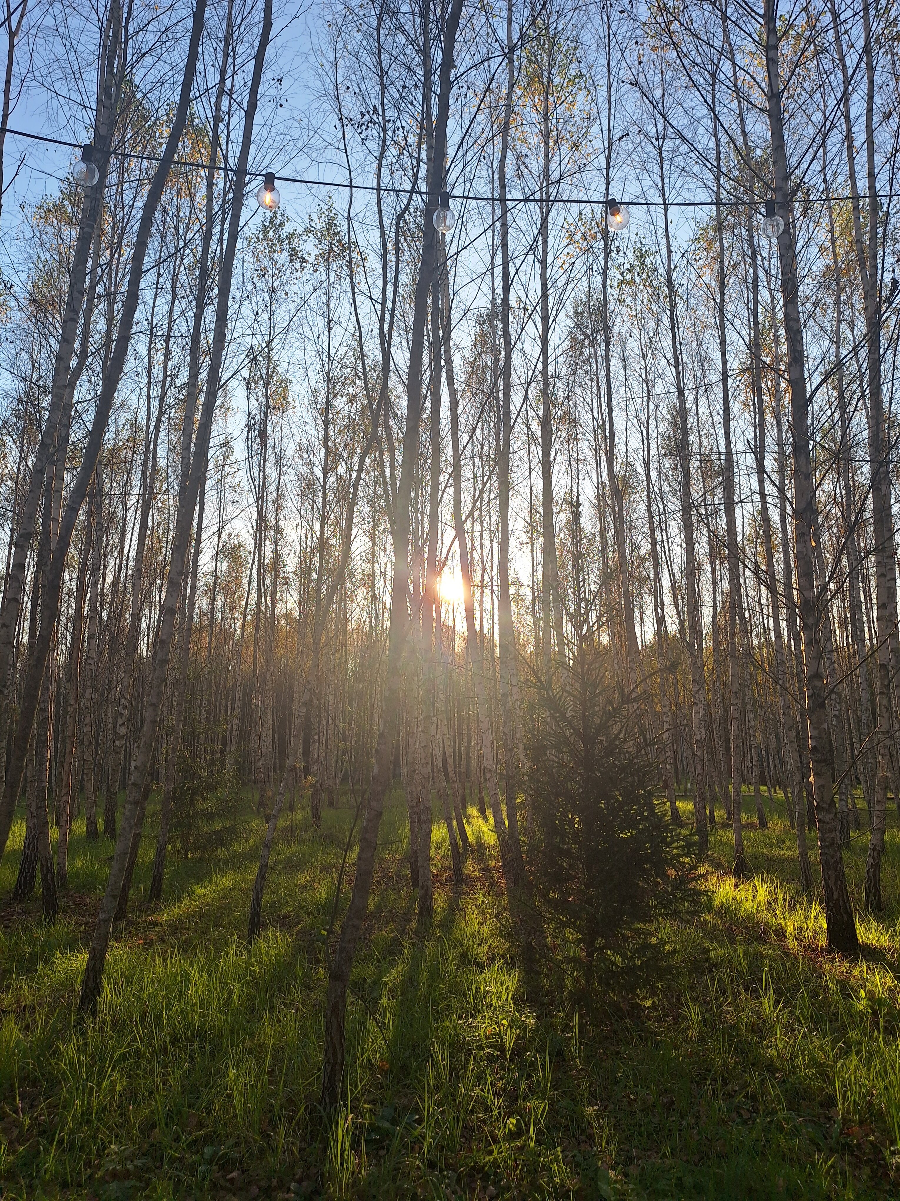 Фото Дыши лесом