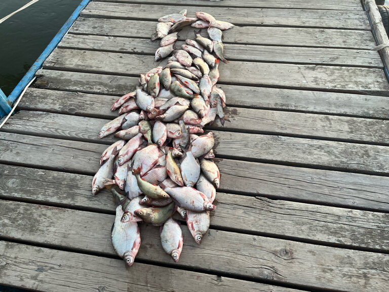 Фото Синяя птица