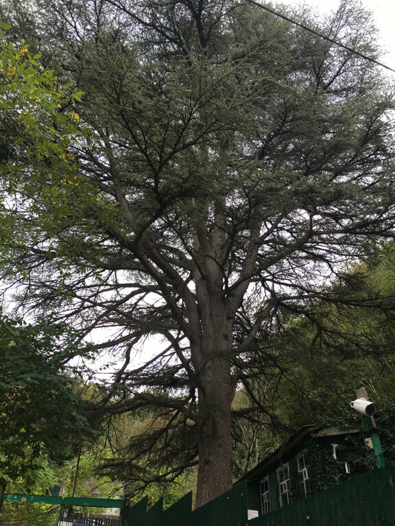Nature Кедр ливанский, Krasnodar Krai, photo