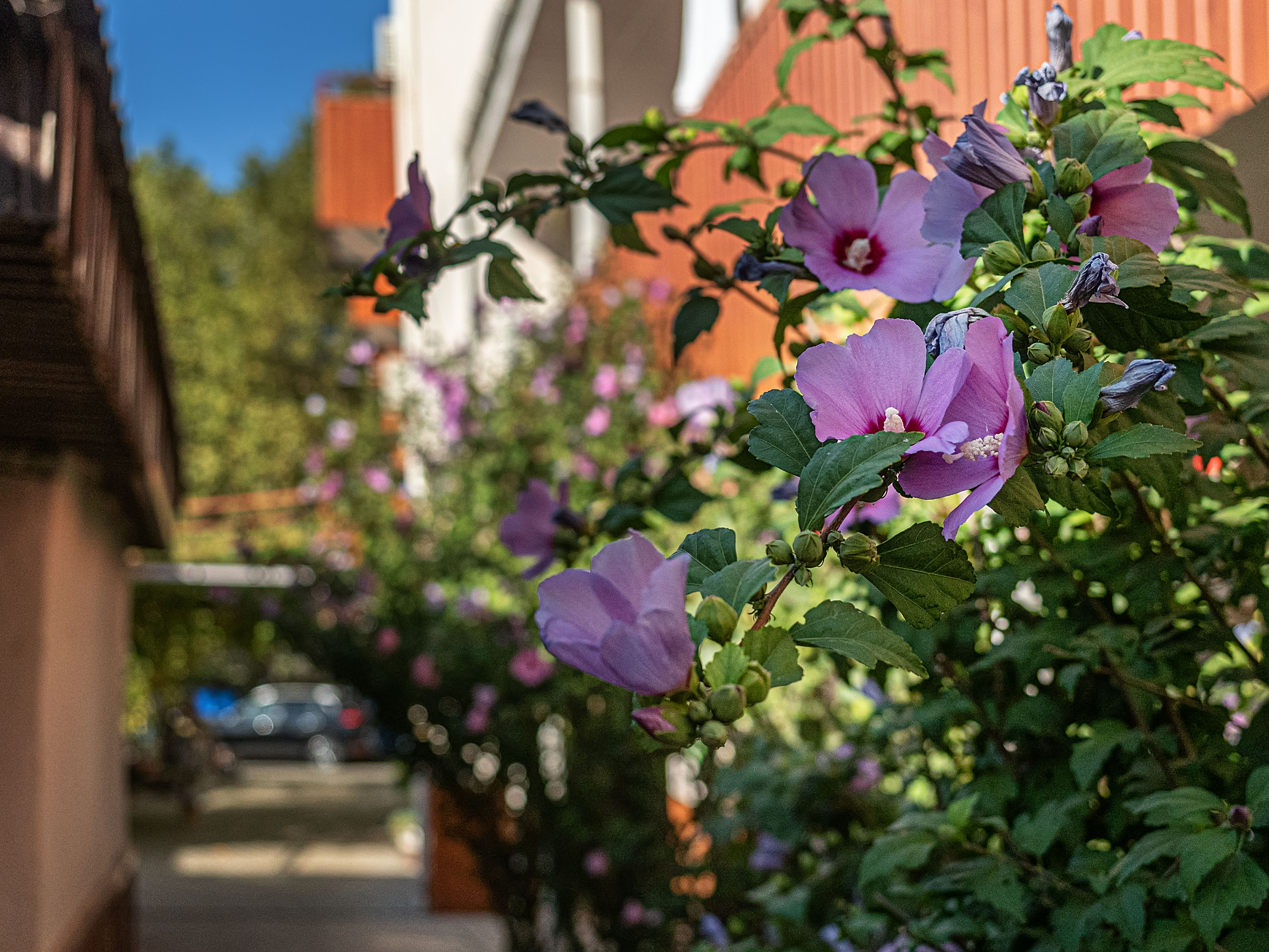 Фото Санвиль Приморский