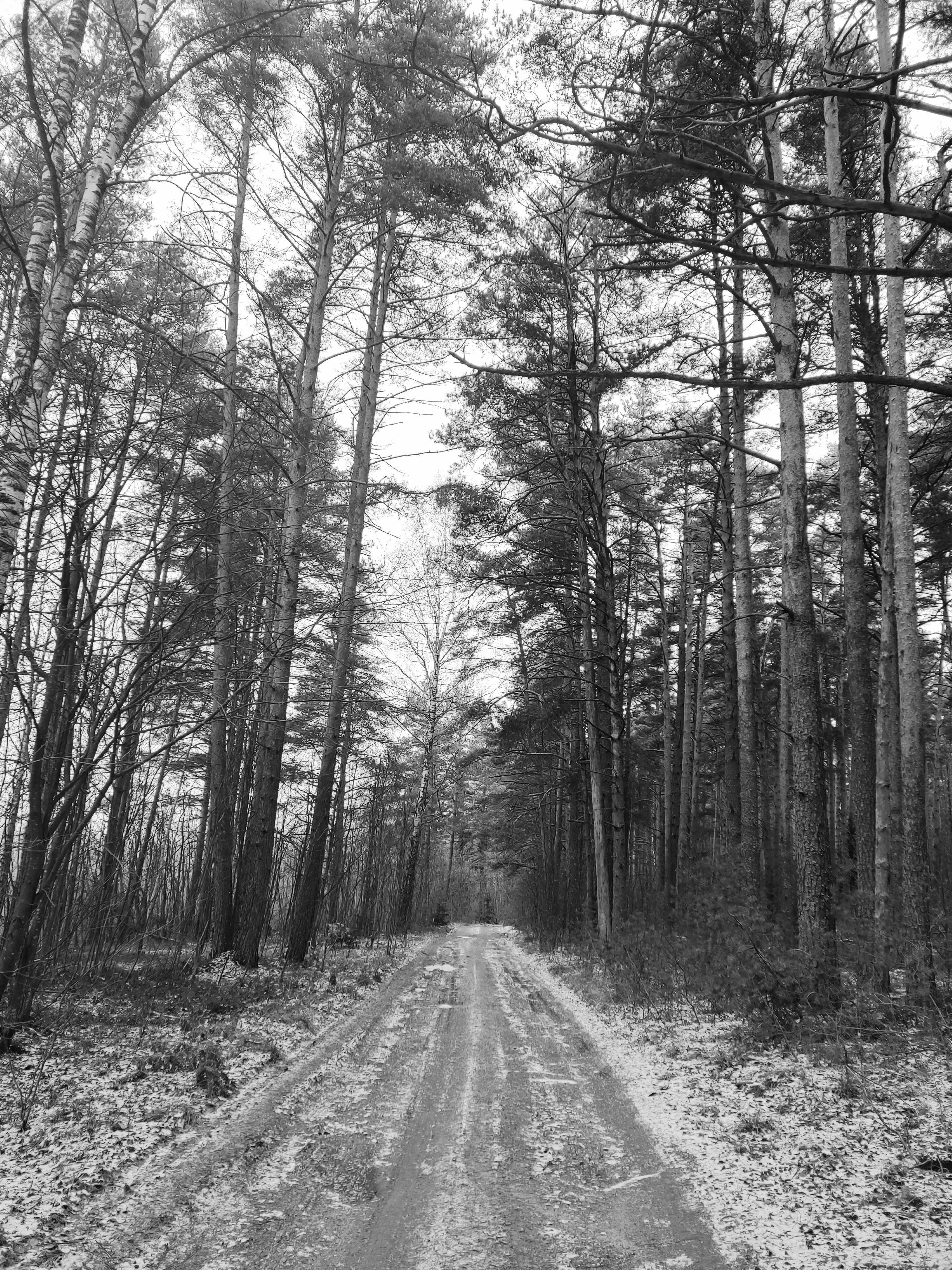 Фото Страна семи сов