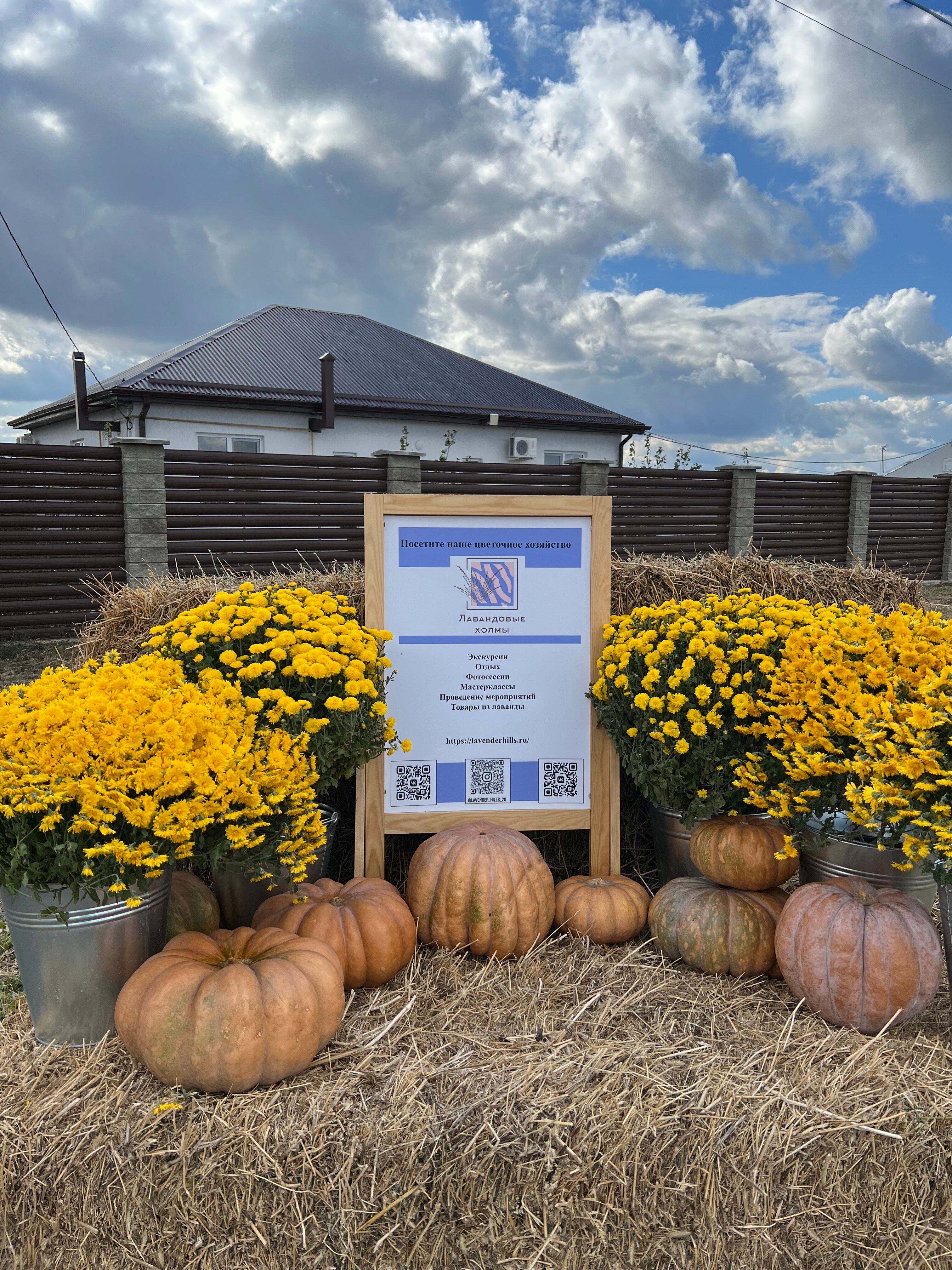 Фото Лавандовые холмы