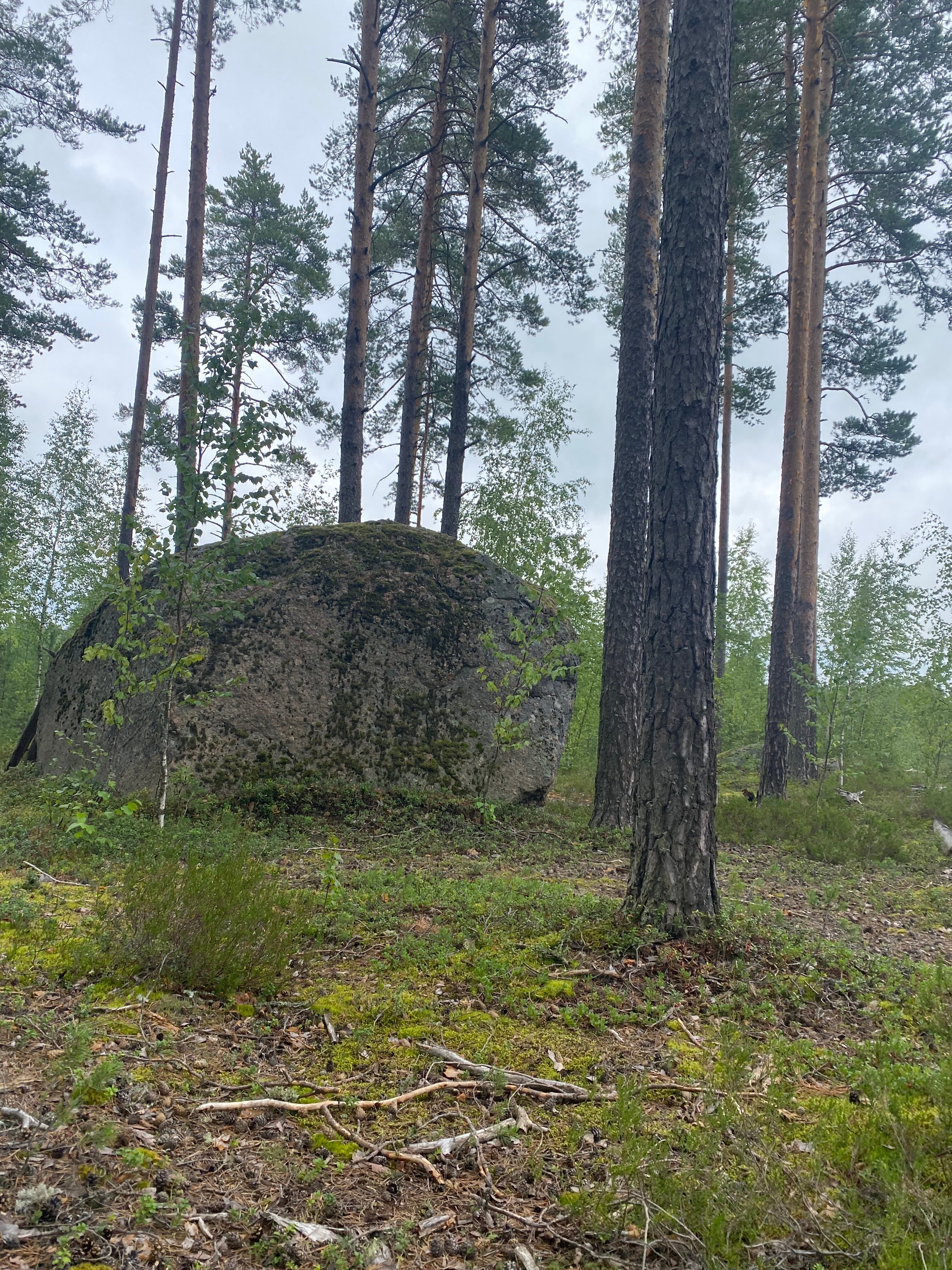 Фото Утиная история