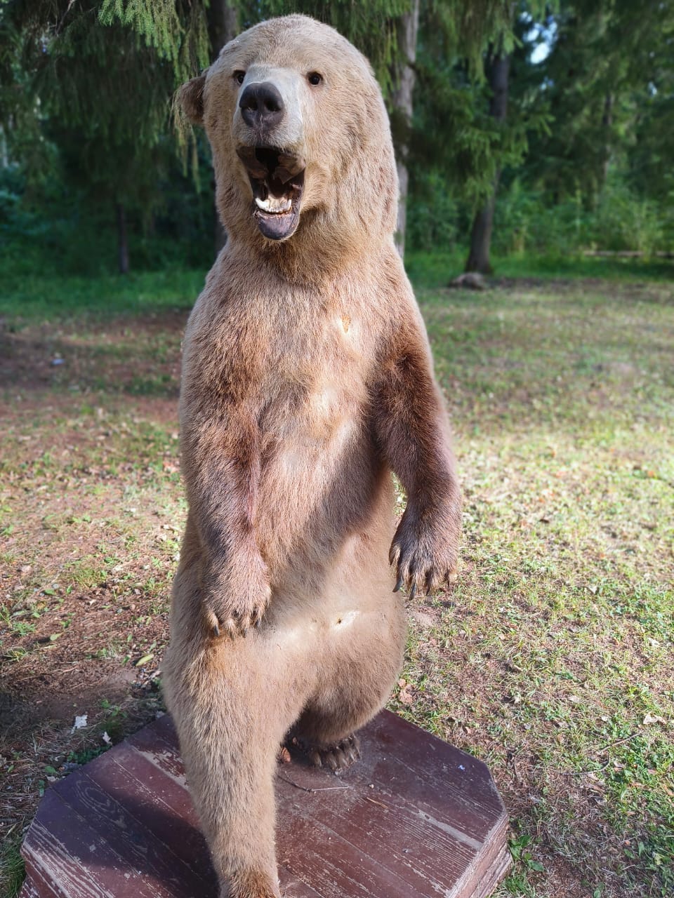 Фото Лесная сказка
