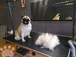 PetLove (Akademika Knipovicha Street, 23), pet salon