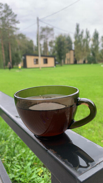 Фото Тополя