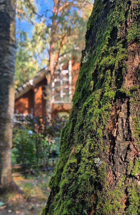 Фото Green forest