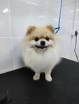 Groomer NN (Malaya Pokrovskaya Street, 18), pet salon
