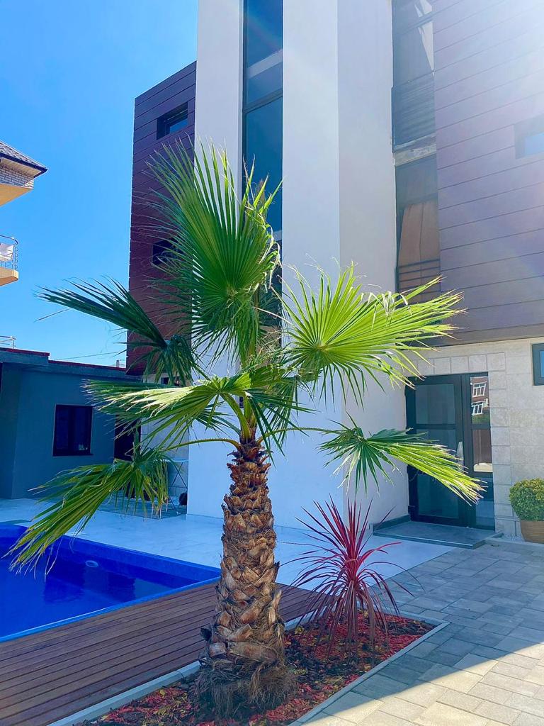 Фото SubTropical