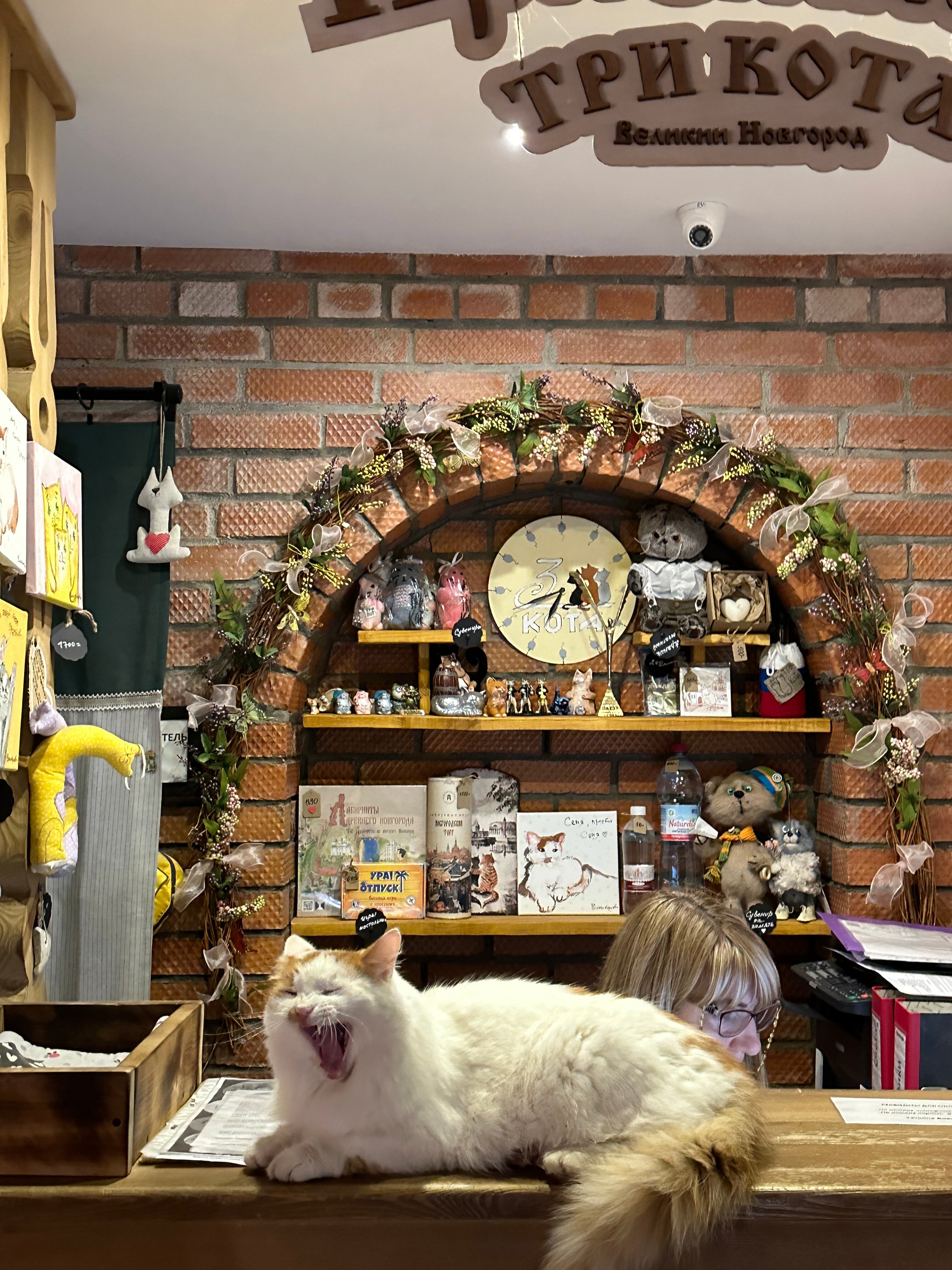 Фото Три кота