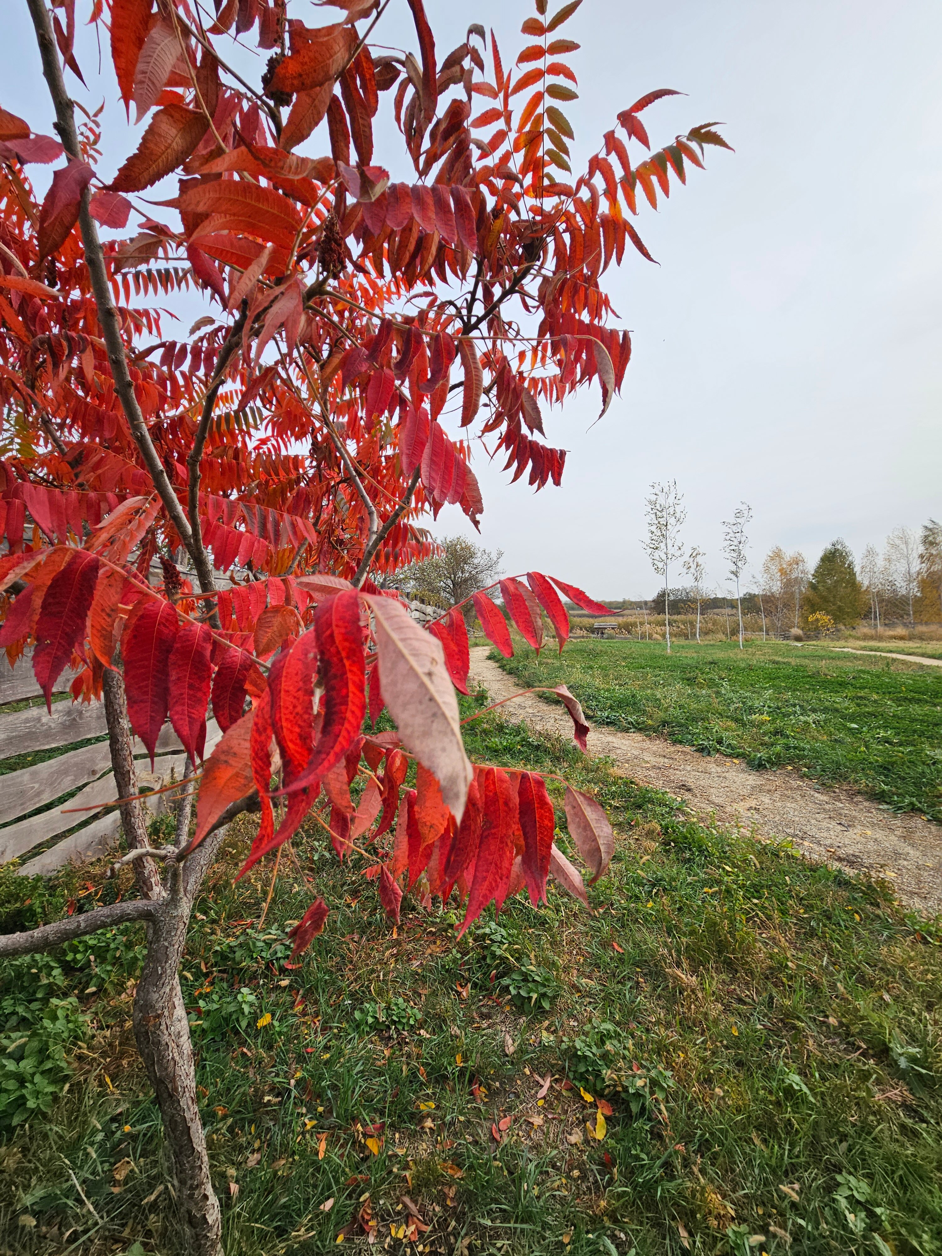 Фото Кубанский хуторок