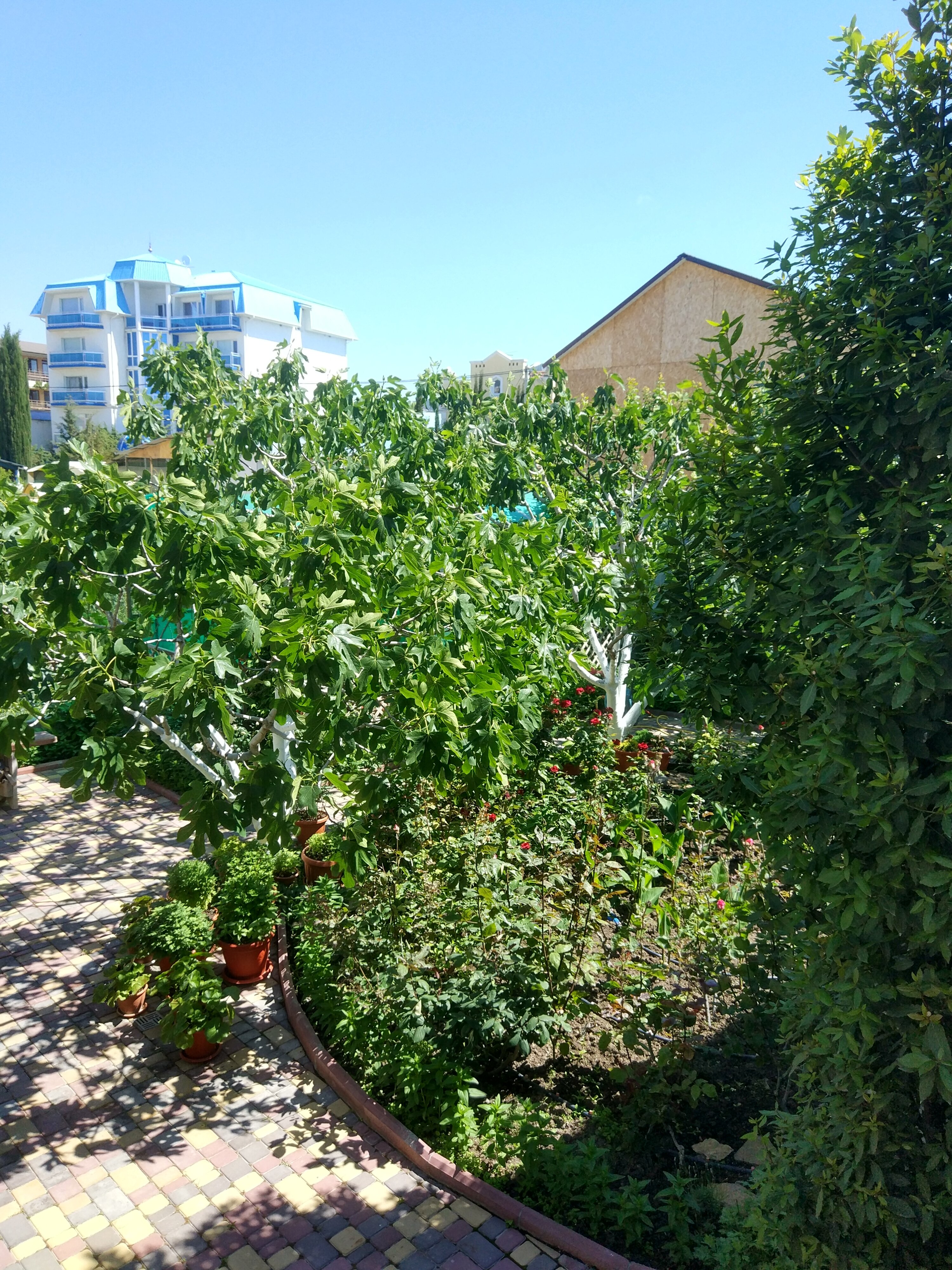 Фото Ассоль Судак