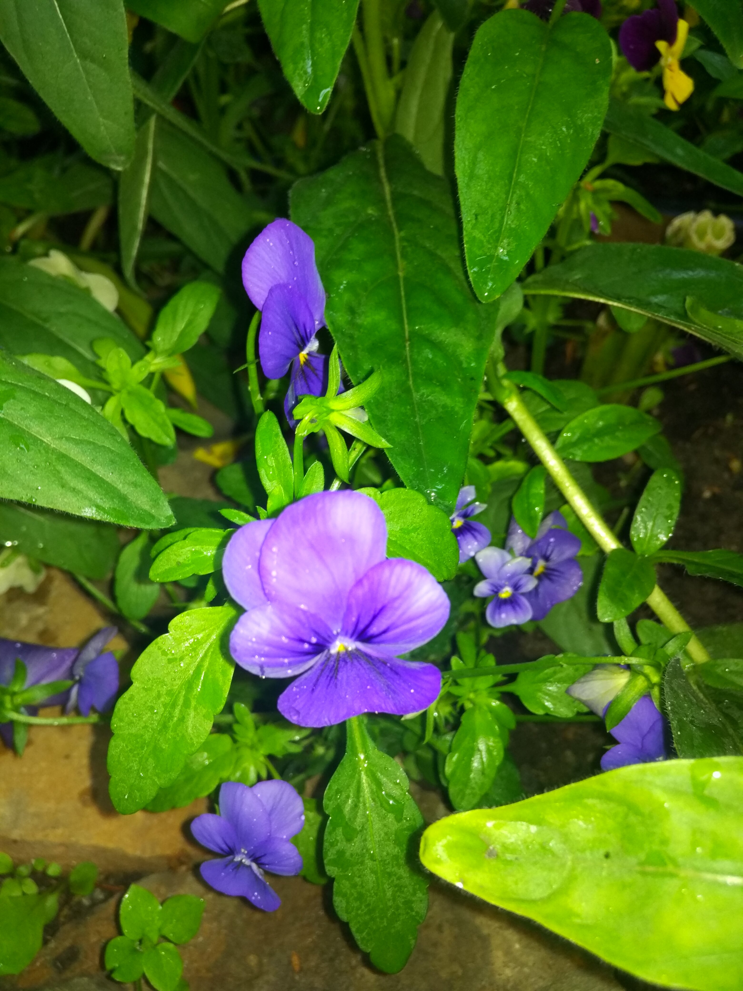 Фото Ассоль Судак