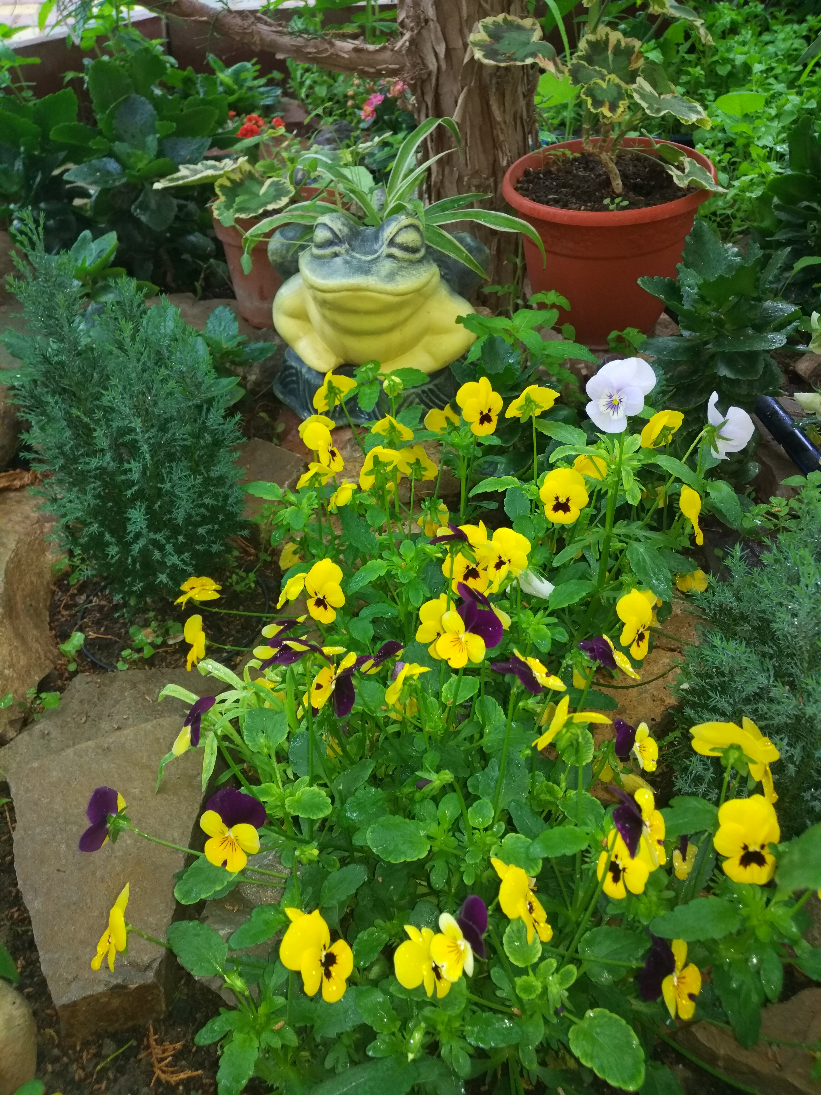 Фото Ассоль Судак