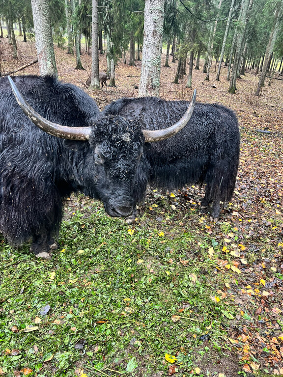 Фото Русские Сезоны Эко Отель Пересвет