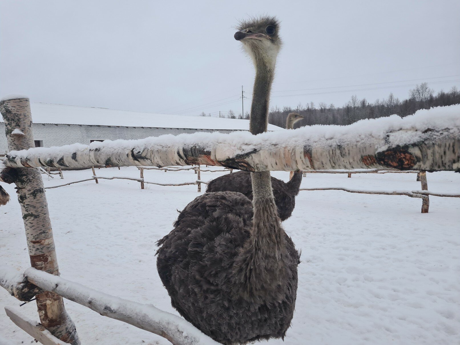 Фото Мурманская страусиная ферма