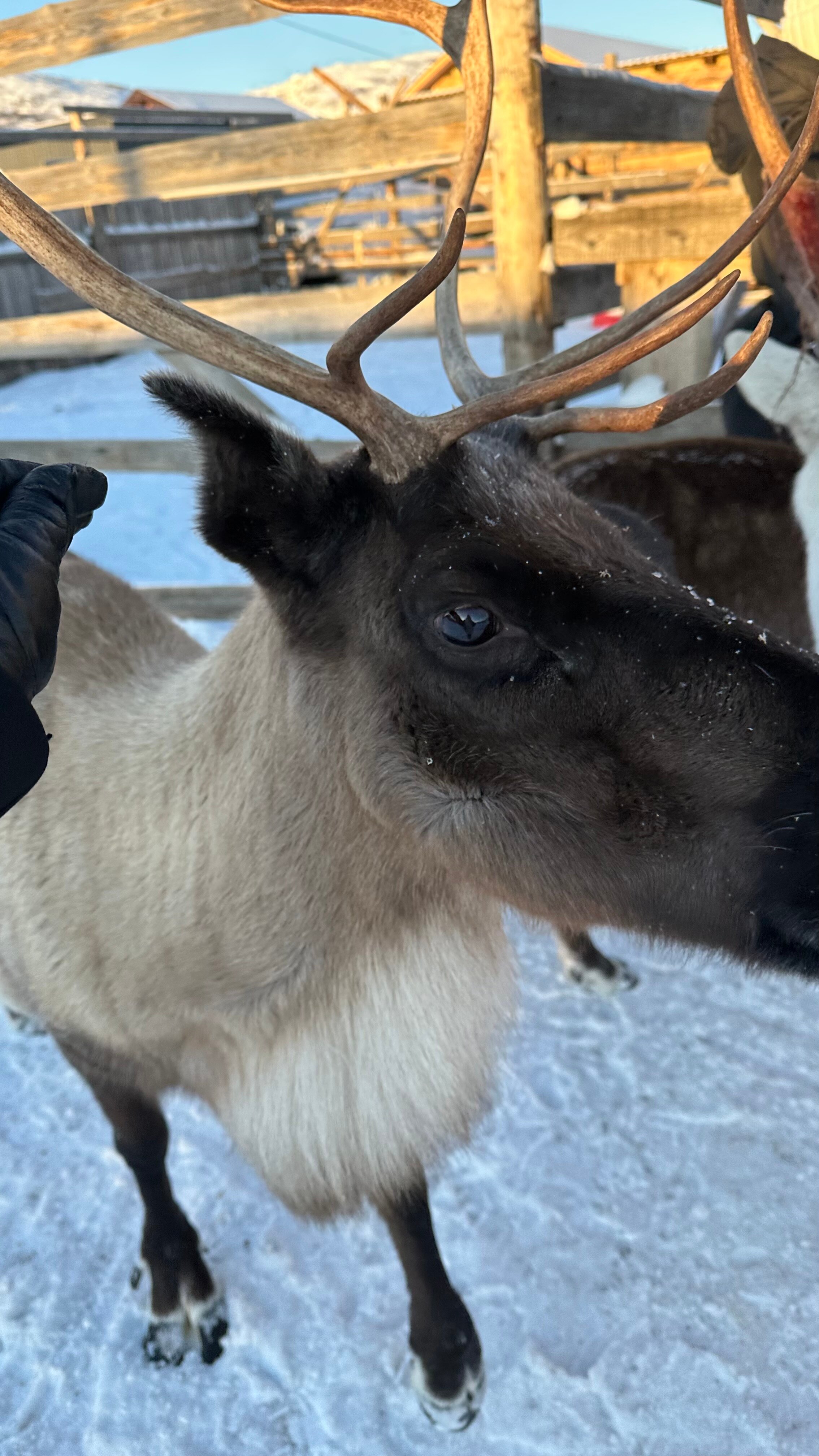 Фото Сияние севера