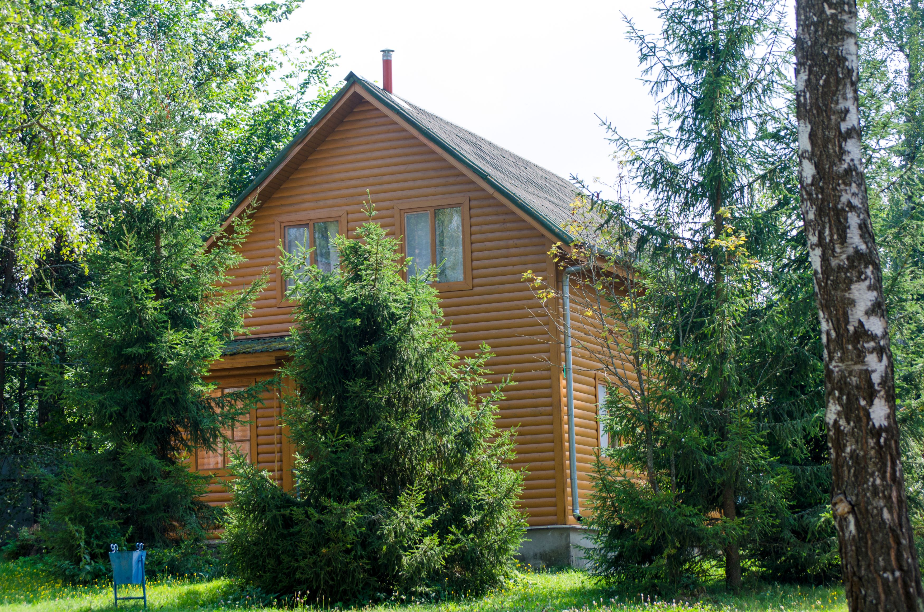 Фото Берёзовая роща