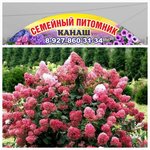 Семейный питомник Канаш (Chuvash Republic, Kanash, Kalinka Collective Garden) ، مشتل