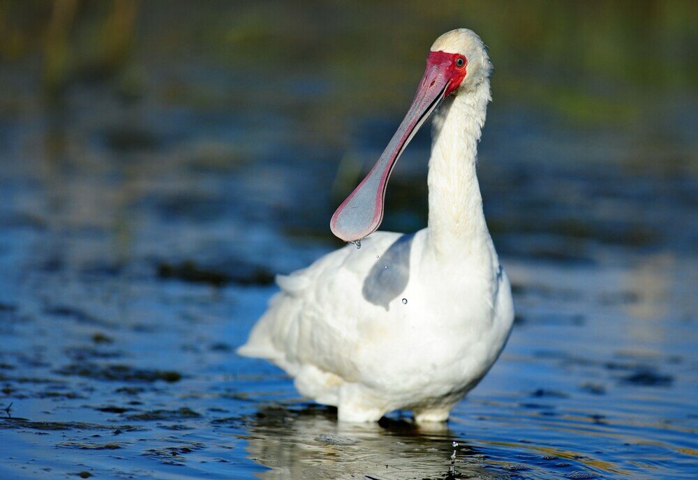 Фото Shamwari Explorer Camp
