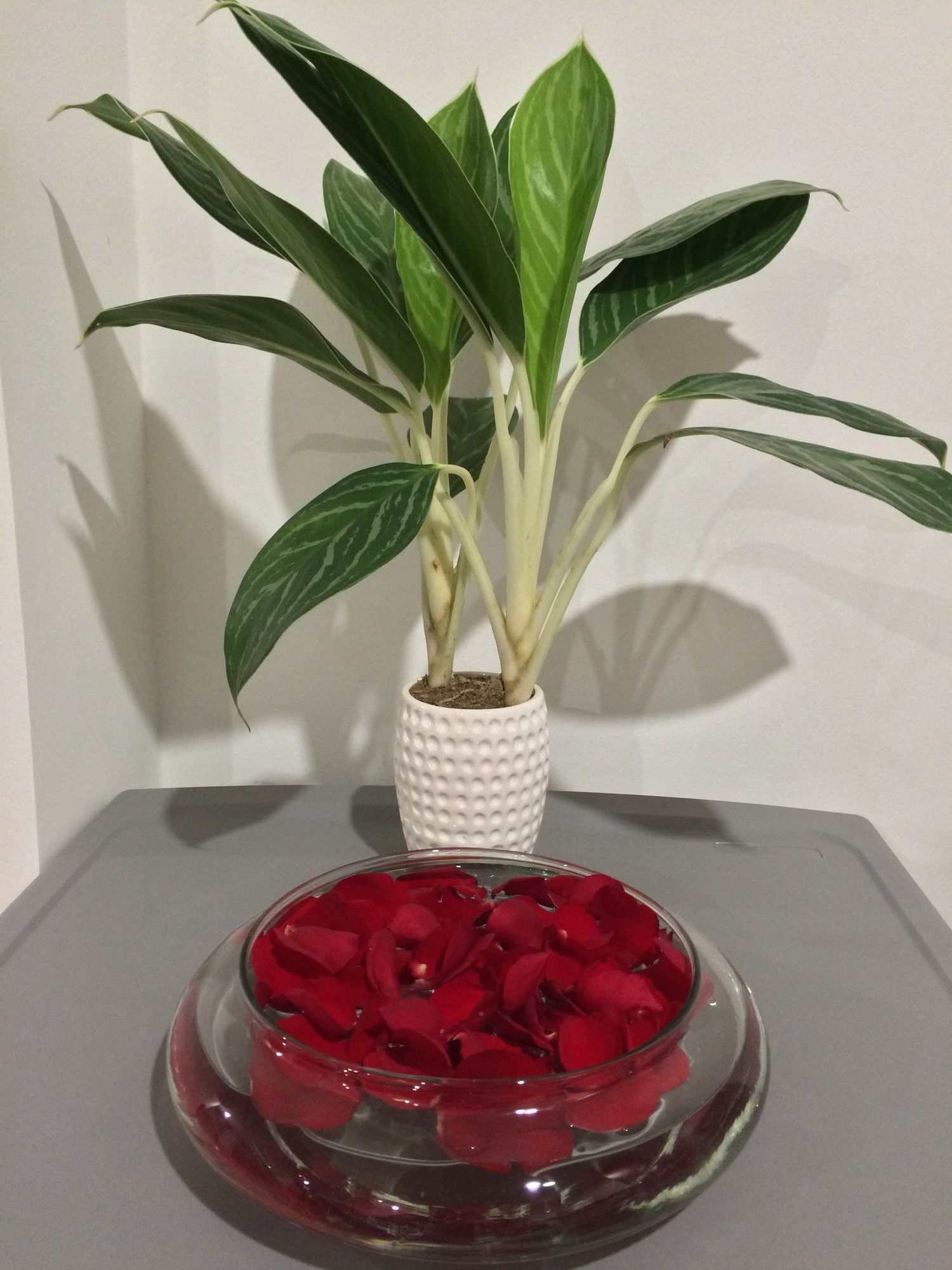 Фото Ocean Flower Hotel