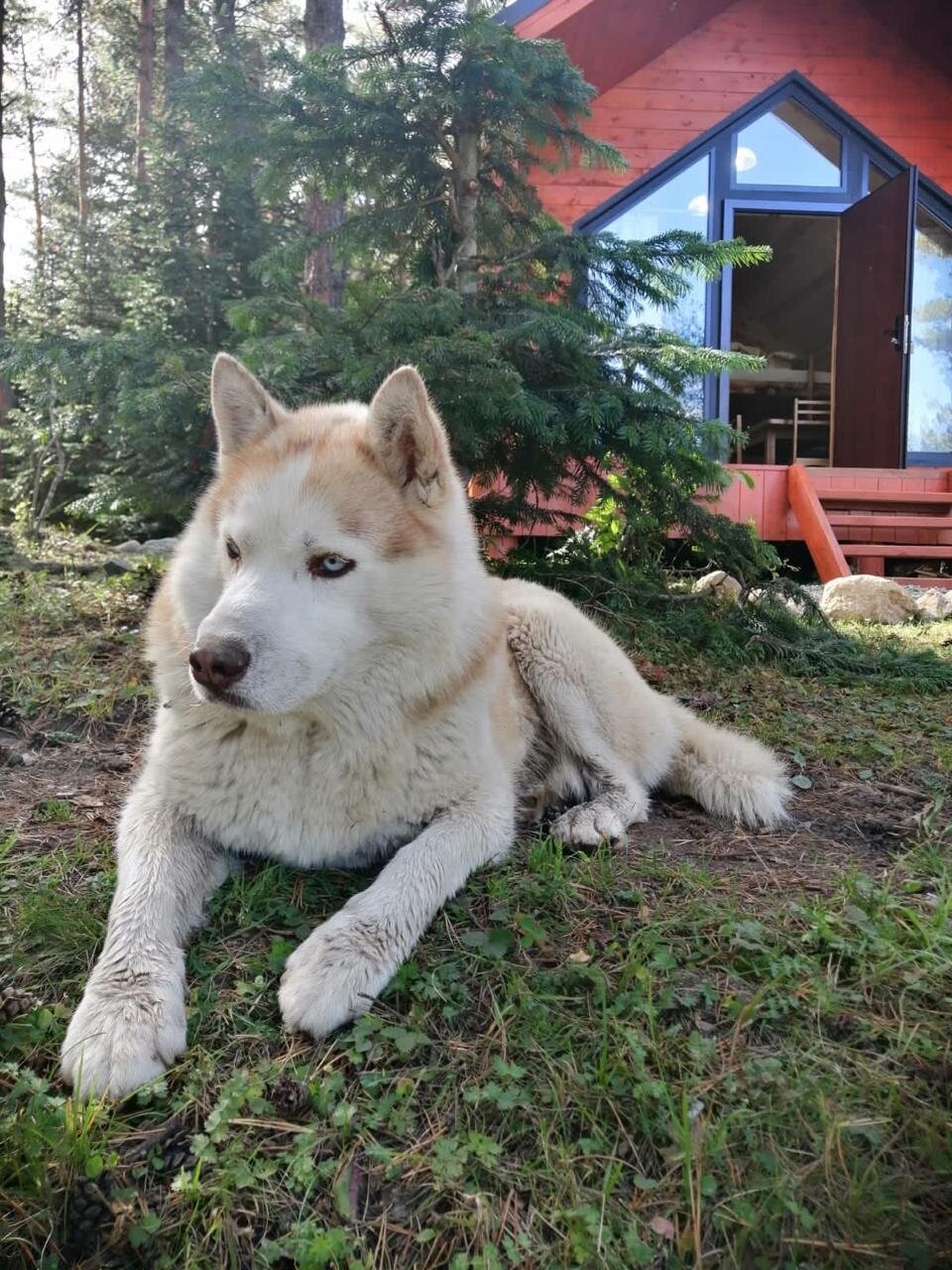 Фото Белый волк