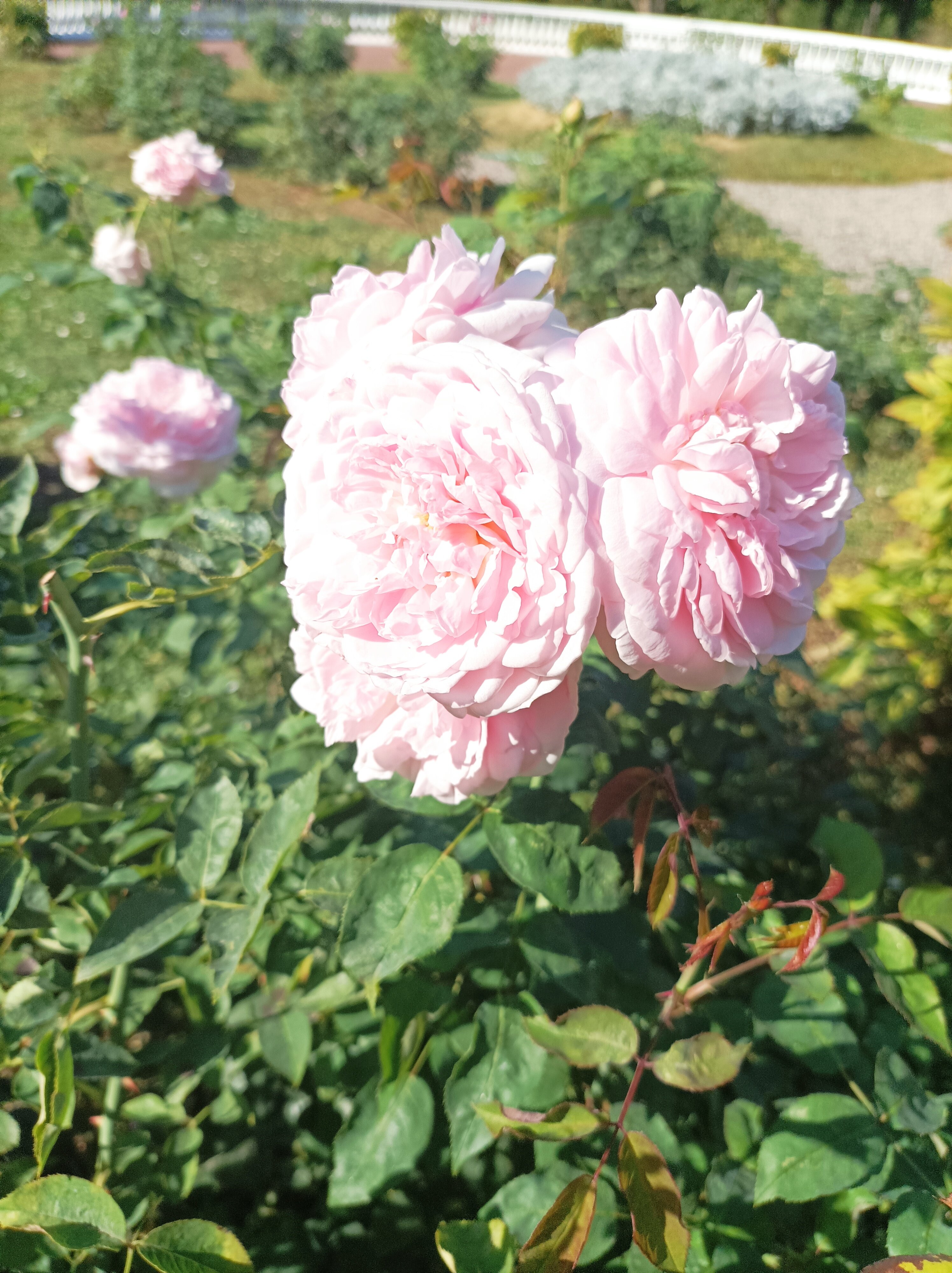 Фото Усадьба Горки