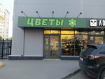 Цветы (ulitsa imeni A.V. Plyakina, 2) ، محل زهور