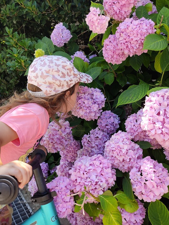 Фото Розмарин