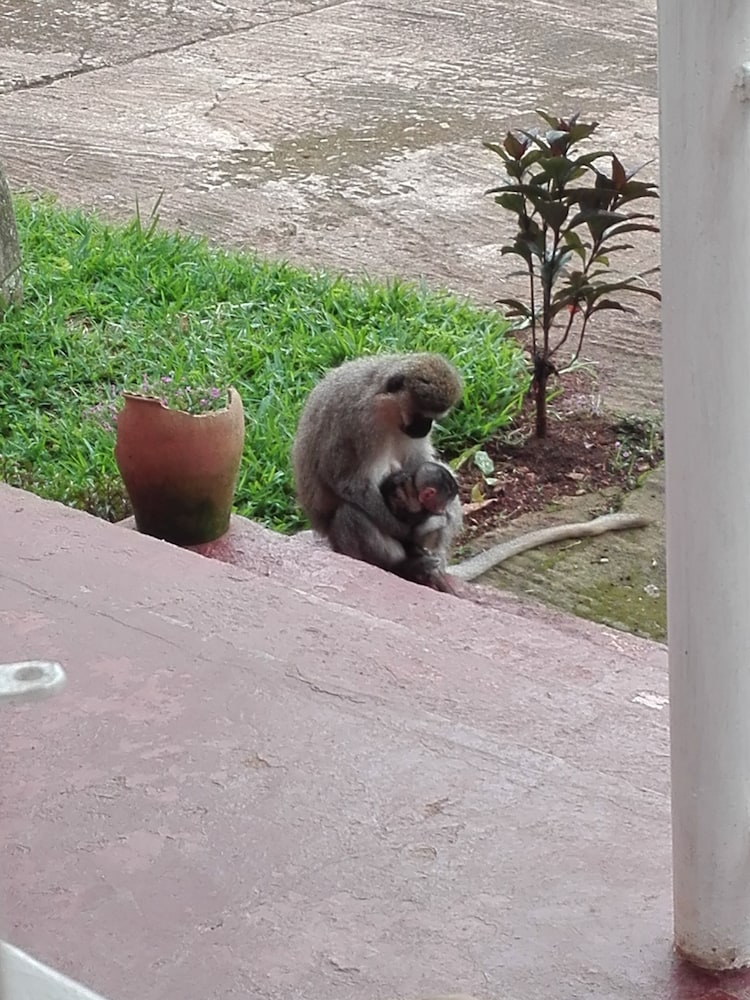 Фото Sunbird Backpackers