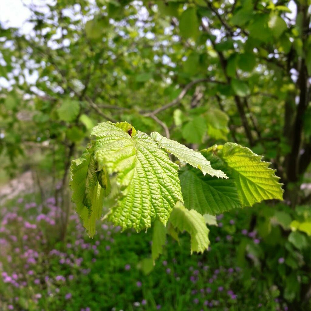 Agricultural enterprise Er Hazelnut, Akcakoca, photo
