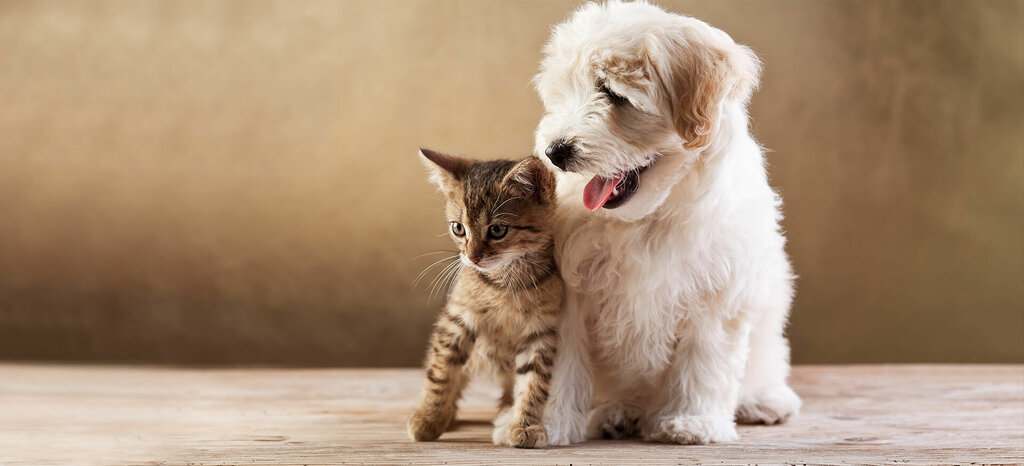 Veterinary clinic Tabur-Mavi Veterinary Medicine Warehouse, Gaziantep, photo
