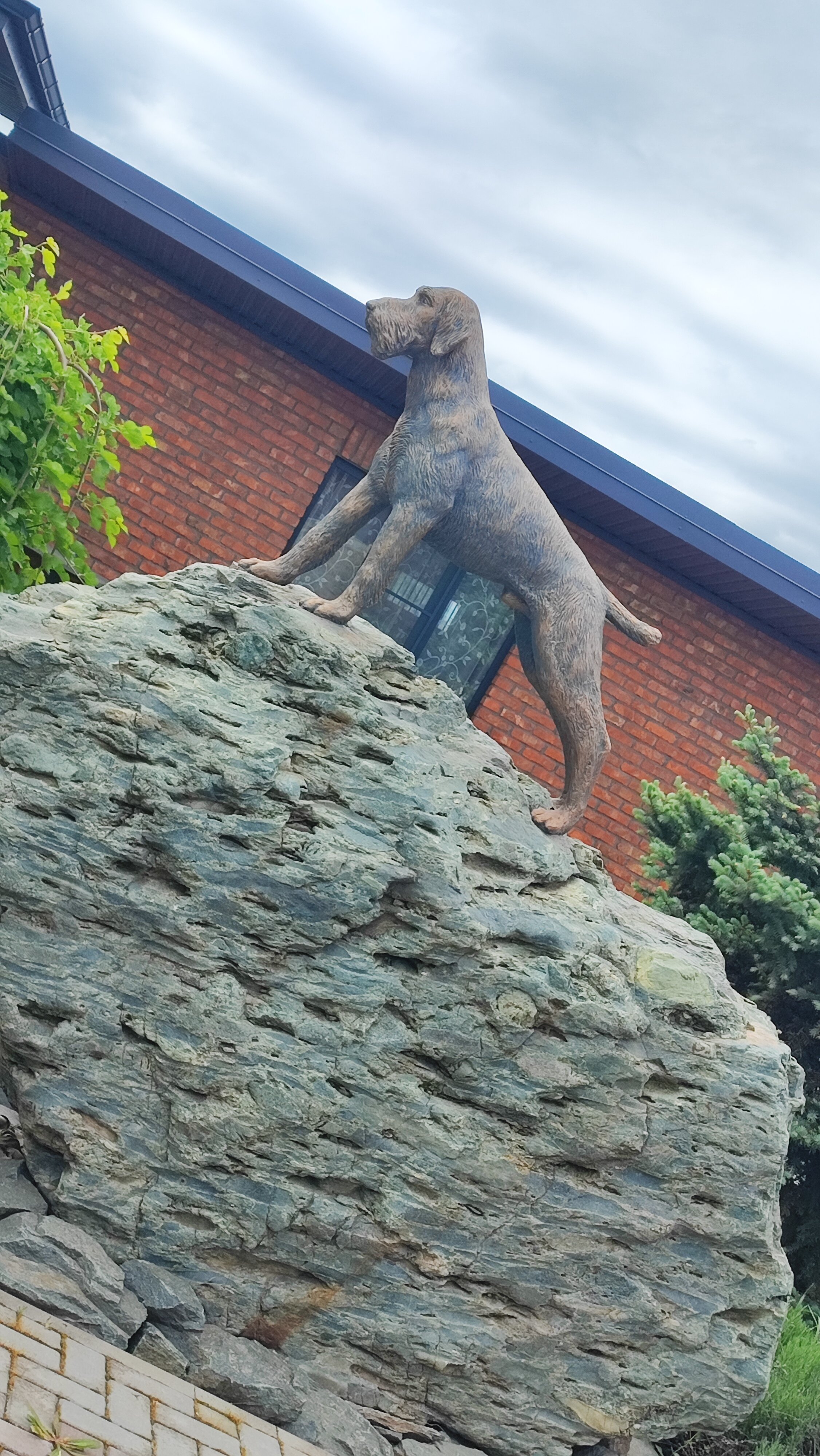 Фото Фазаново