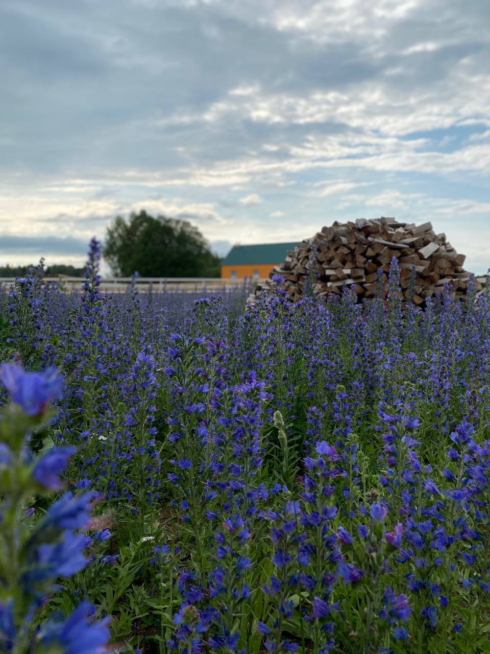 Фото В тишине