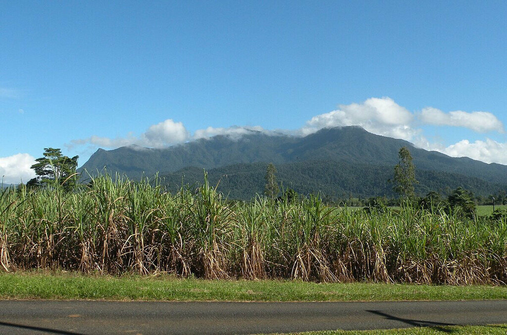 Mountain peak Mount Bartle Frere 1622 meters, Queensland, photo