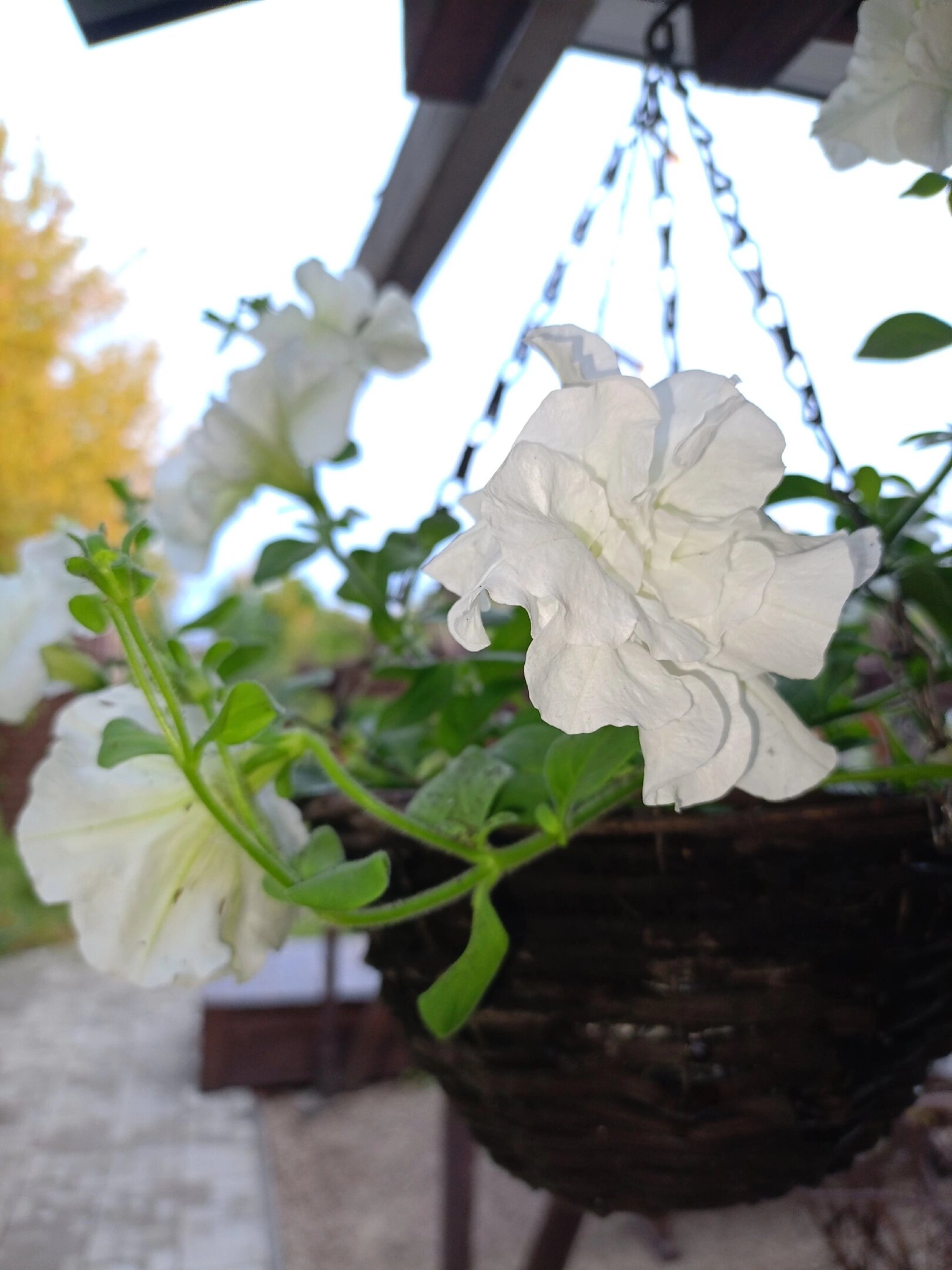 Фото Стрела