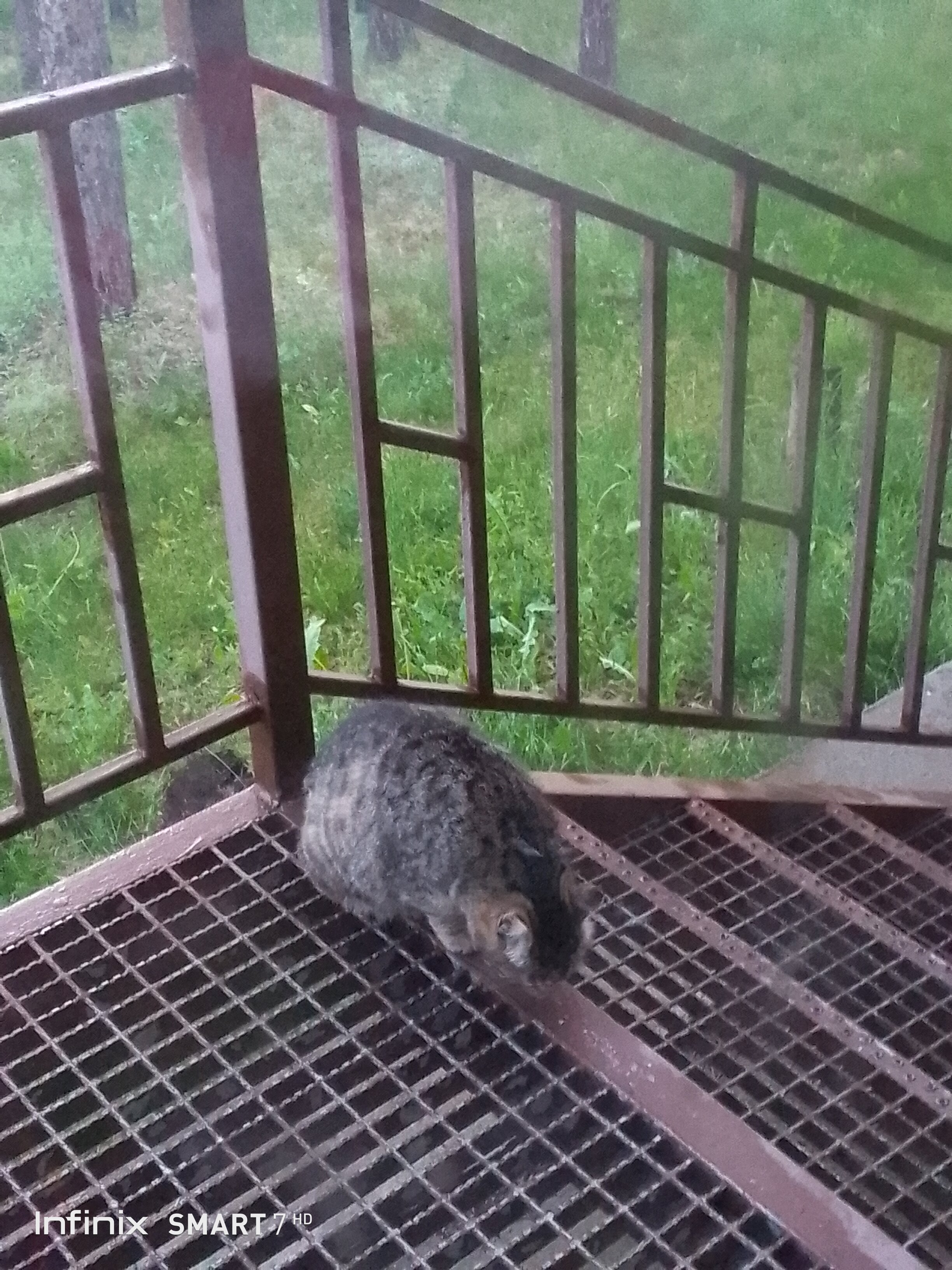 Фото Лесной