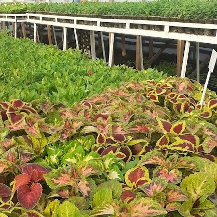 Цветы из Ахмерово!