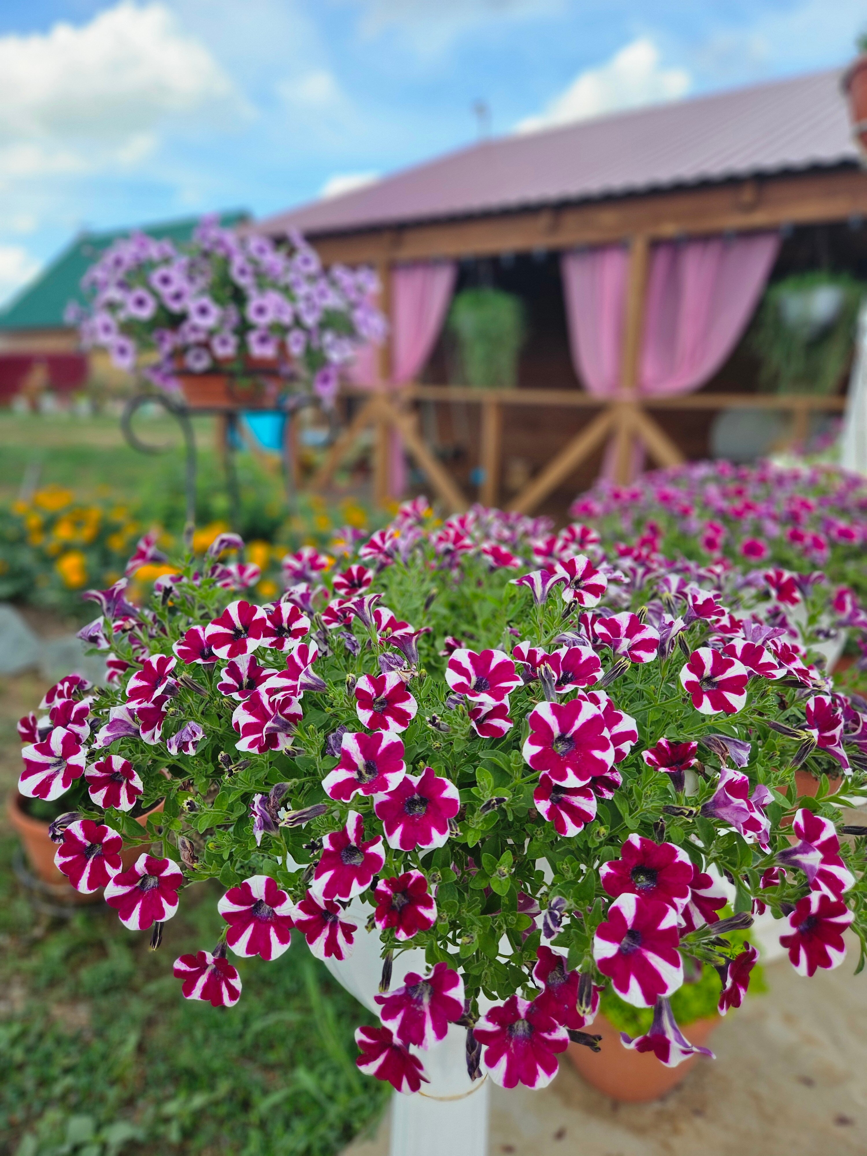 Фото Фламинго