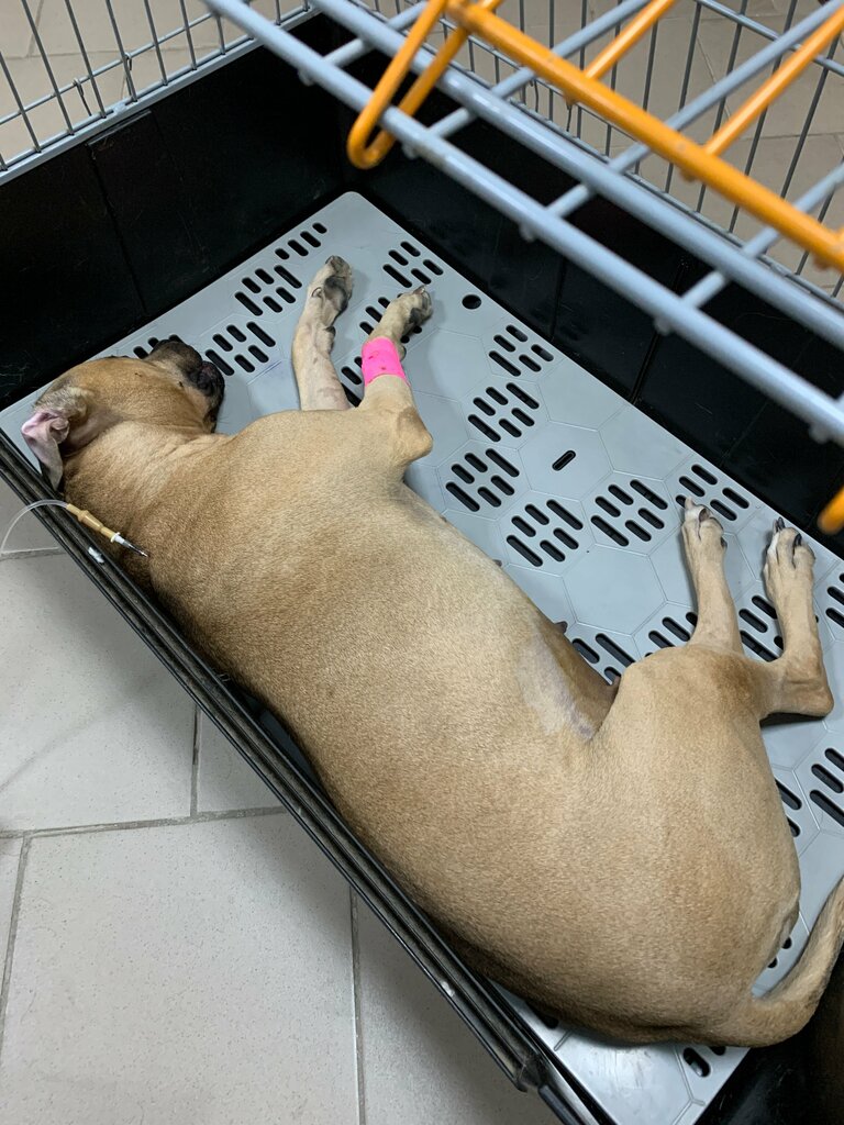 Clínica veterinaria Ветеринарная клиника 38, 5, , foto