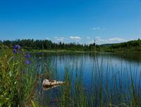 Фото Wedgewood Resort